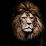 Moumou